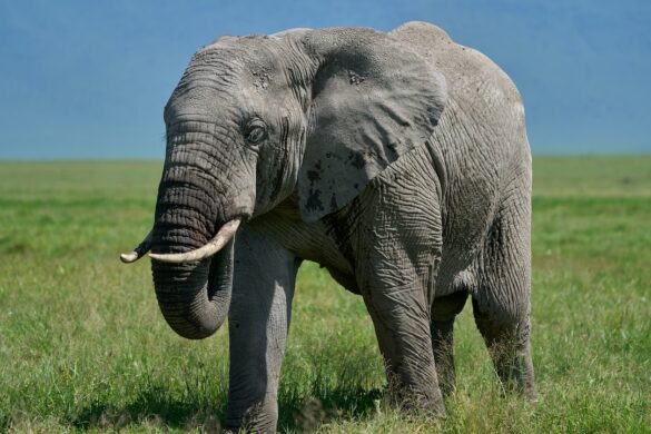The-Endangered-Species-Crisis-How-You-Can-Make-a-Difference